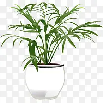 绿色植物-空若网 绿色植物-空若网