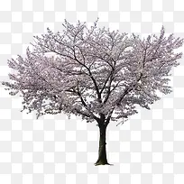 Ê÷-¿ÕÈôÍø Ê÷-¿ÕÈôÍø