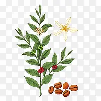 咖啡树叶和花图片素材-空若网 咖啡树叶和花图片素材-空若网