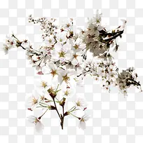 桃花淘宝促销海报首页-空若网 桃花淘宝促销海报首页-空若网