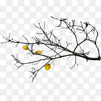 秋天枯叶-空若网 秋天枯叶-空若网