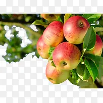 水果果树背景-空若网 水果果树背景-空若网
