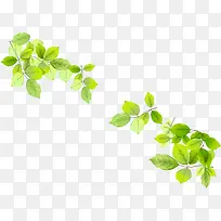 �����ֻ�����ֲ����֦-������