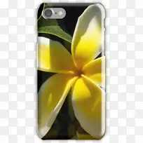 花卉白兰花摄影自然-梅花-空若网 花卉白兰花摄影自然-梅花-空若网