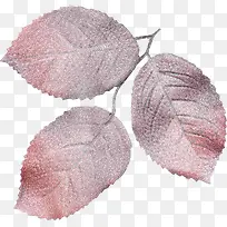 Ư����Ҷ-������