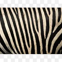 ����Ƥë��������-������