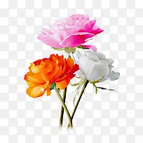 多彩花朵鲜花花束装饰图案-空若网 多彩花朵鲜花花束装饰图案-空若网