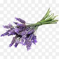 紫色薰衣草花束实物-空若网 紫色薰衣草花束实物-空若网