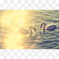 唯美河水爱情鹅背景-空若网 唯美河水爱情鹅背景-空若网