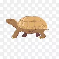 龟爬行动物艺术博客-乌龟-空若网 龟爬行动物艺术博客-乌龟-空若网