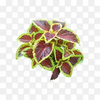 彩叶草免抠png-空若网 彩叶草免抠png-空若网