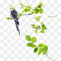 唯美清新树叶树枝喜鹊鸟-空若网 唯美清新树叶树枝喜鹊鸟-空若网