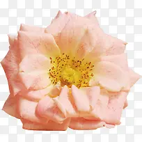 高清摄影粉红色的月季花-空若网 高清摄影粉红色的月季花-空若网