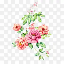 一颗花树-空若网 一颗花树-空若网