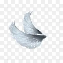 飞翔的翅膀-空若网 飞翔的翅膀-空若网