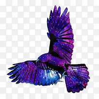 鹰-空若网 鹰-空若网