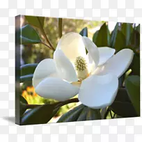 木兰科南木兰开花植物展览馆包装-木兰-空若网 木兰科南木兰开花植物展览馆包装-木兰-空若网