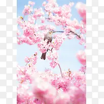 摄影图喜鹊桃花景深效果-空若网 摄影图喜鹊桃花景深效果-空若网