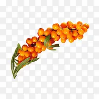 沙棘树抗癌-空若网 沙棘树抗癌-空若网