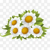 白色菊花背景-空若网 白色菊花背景-空若网