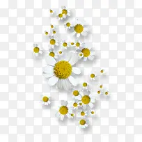 白色菊花背景-空若网 白色菊花背景-空若网
