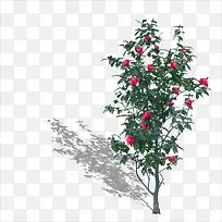 小树-空若网 小树-空若网