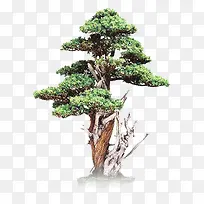 绿色小树-空若网 绿色小树-空若网