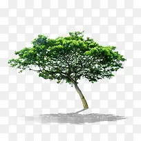 大树-空若网 大树-空若网