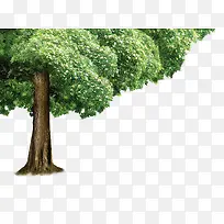 高清摄影百年大树合成-空若网 高清摄影百年大树合成-空若网