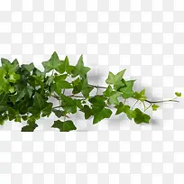 树枝装饰素材图案-空若网 树枝装饰素材图案-空若网