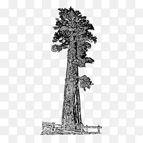 小树-空若网 小树-空若网