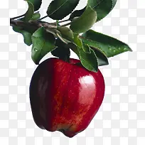 带树干苹果素材-空若网 带树干苹果素材-空若网