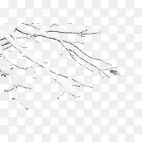 树枝-空若网 树枝-空若网