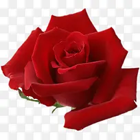 ����õ�廨-������