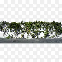 Ò»ÅÅÊ÷-¿ÕÈôÍø Ò»ÅÅÊ÷-¿ÕÈôÍø