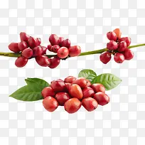 ºìÉ«³ÉÊì¹â»¬µÄ¿§·È¹ûʵÎï-¿ÕÈôÍø ºìÉ«³ÉÊì¹â»¬µÄ¿§·È¹ûʵÎï-¿ÕÈôÍø