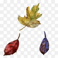 ����ķ�Ҷ-������