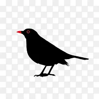 黑色的鸟-空若网 黑色的鸟-空若网