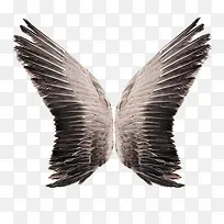 黑色翅膀-空若网 黑色翅膀-空若网