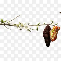 ��֦�����Ƽ�����-������