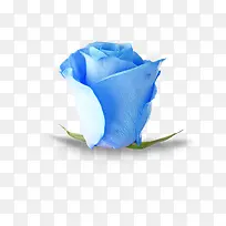 蓝色玫瑰-空若网 蓝色玫瑰-空若网
