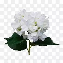 切花绣球人工花束-绣球花-空若网 切花绣球人工花束-绣球花-空若网