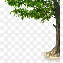 高清大树-空若网 高清大树-空若网