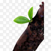 树枝发芽-空若网 树枝发芽-空若网