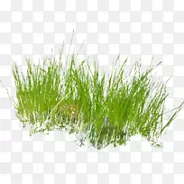 ½ðÒø»¨²Ý¼ôÌù»-²Ý-¿ÕÈôÍø ½ðÒø»¨²Ý¼ôÌù»-²Ý-¿ÕÈôÍø