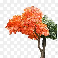 ��ɫ�ͺ�ɫ��Ҷ������ͼƬ-������