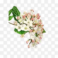 白色花簇-空若网 白色花簇-空若网