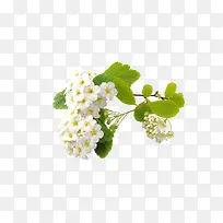 白色花簇-空若网 白色花簇-空若网