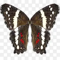 ��ɫ�����ë����ͼƬ-������