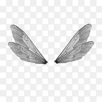 鸟羽毛翅膀图片 蝴蝶翅膀-空若网 鸟羽毛翅膀图片 蝴蝶翅膀-空若网